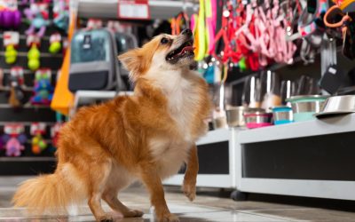 The Dog Days of Summer: How to Spoil Your Pup in Branson This June