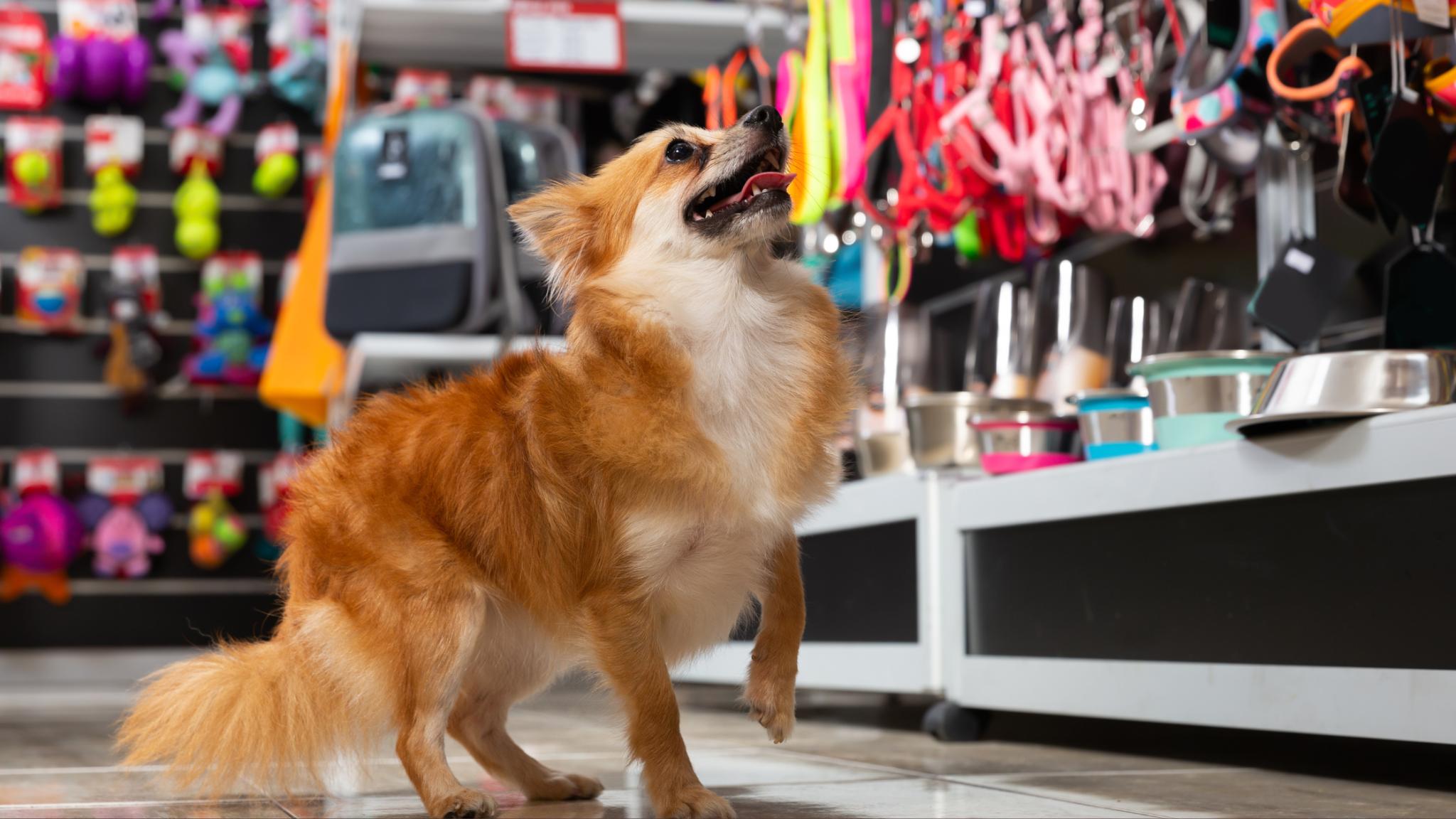 The Dog Days of Summer: How to Spoil Your Pup in Branson This June